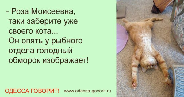 Кот изображает голодный обморок