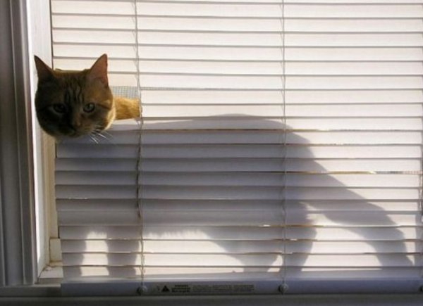 Кот за окном