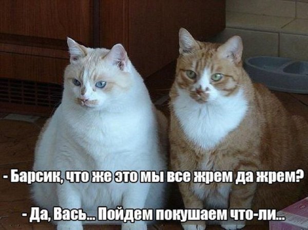 Коты и кошки с надписями до слез