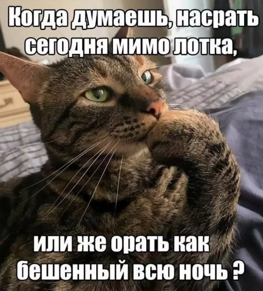 Коты и маленькие дети с надписями