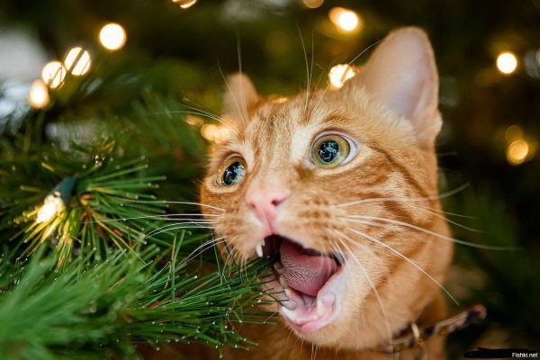 Коты и новогодние елки