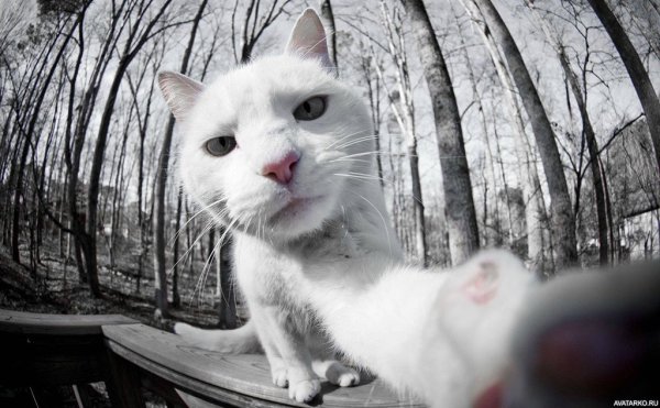 Кот селфи