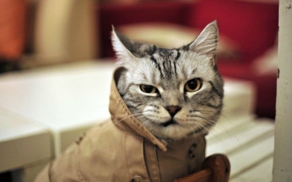 Кот на аву