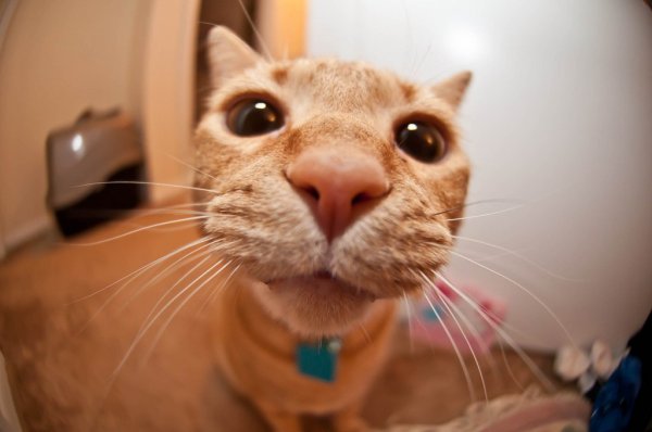 Кот на аву