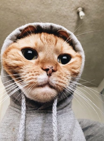 Смешная морда кота