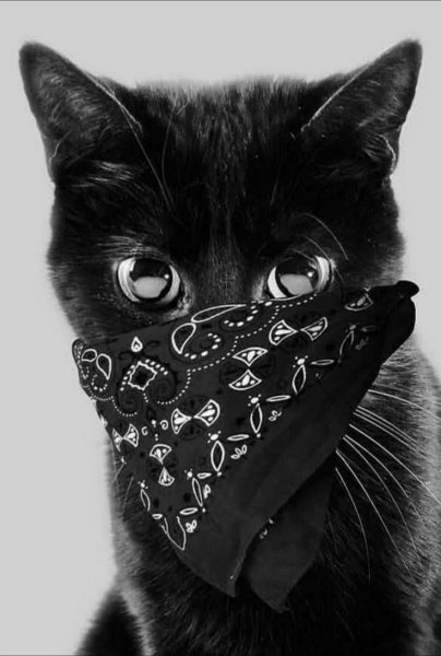 Аватар кот
