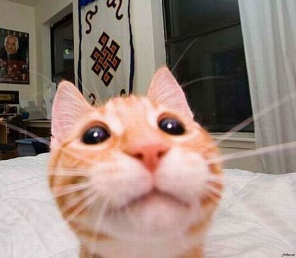 Кот селфи