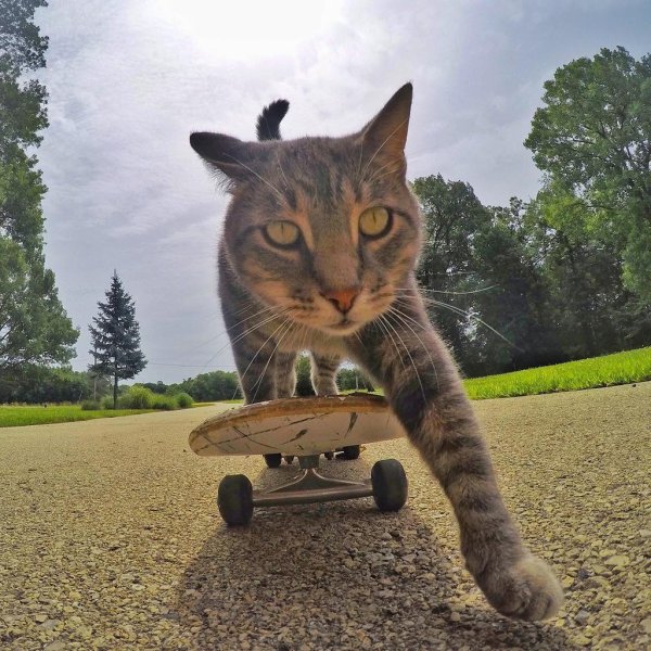 Смешные коты