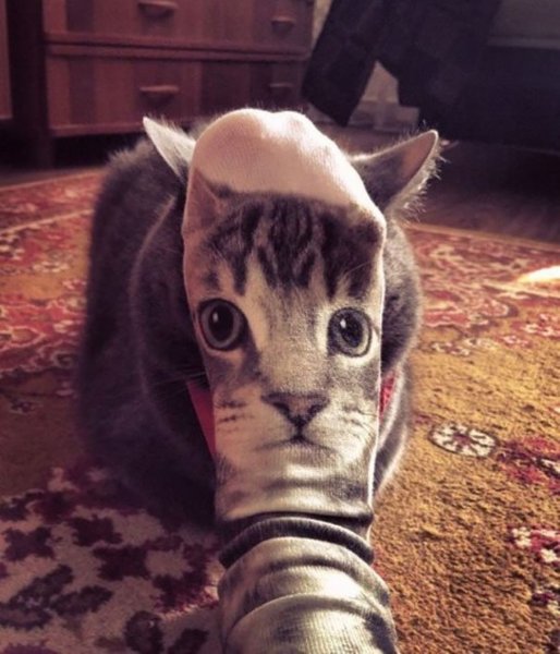 Авы с котами