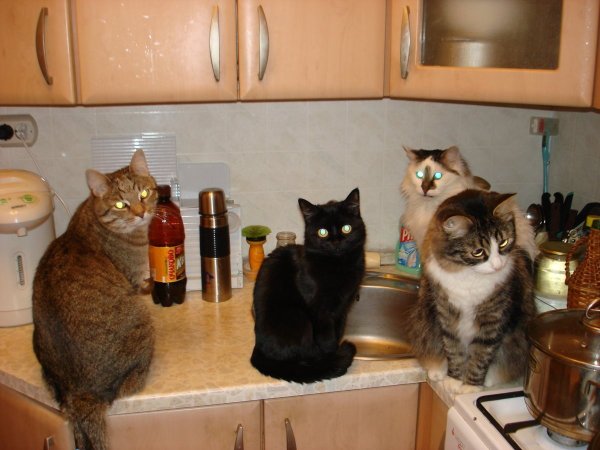 Коты на кухне