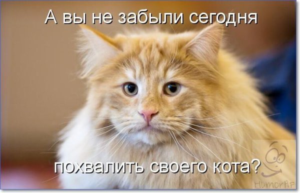 Коты прикольные с надписями добрые