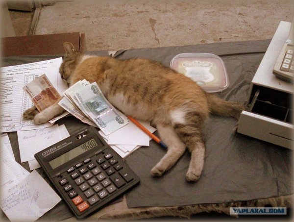 Котик бухгалтер