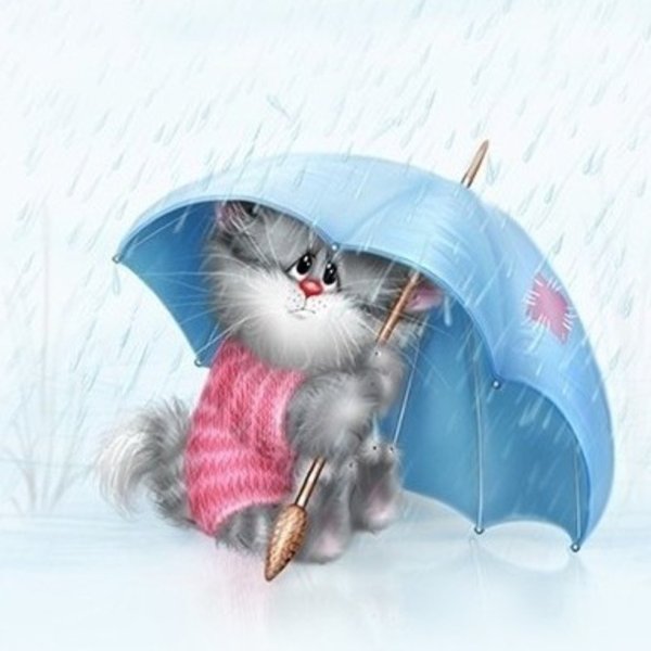 Котик под дождем