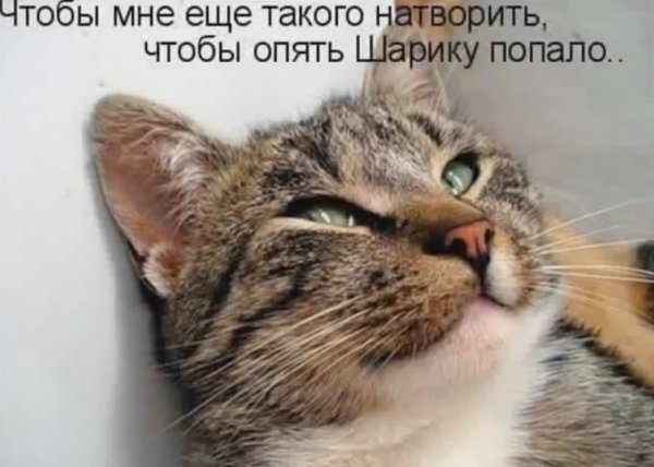 Котики с надписями