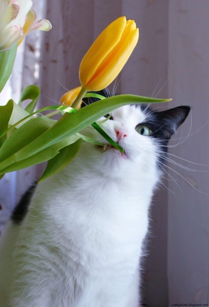 Котики с цветами