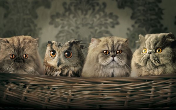 Коты и Совы