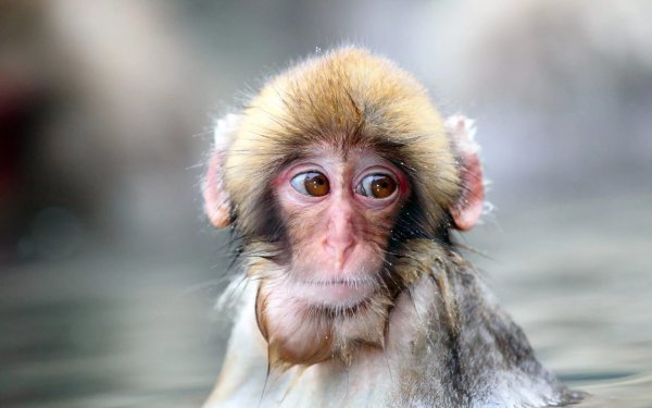 Красивые обезьянки