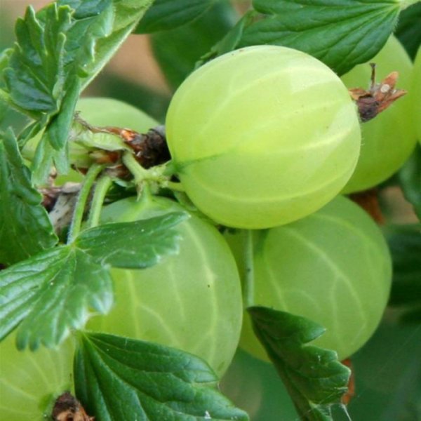 Крыжовник Хиннонмаки ред