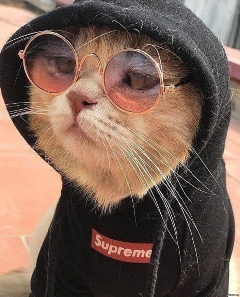 Крутые животные