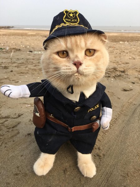 Кот на аву