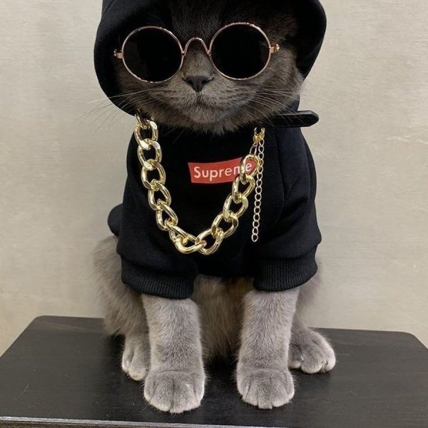 Крутые коты