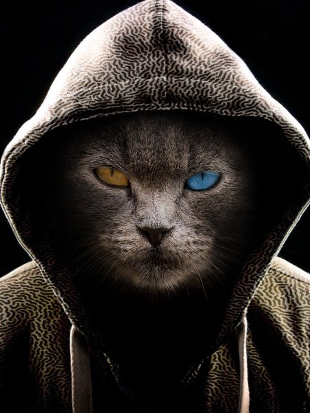 Кот вкапишоне