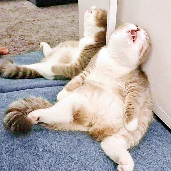 Смешной ленивый кот