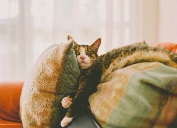 Кошачья лень