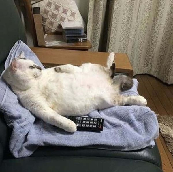 Кот лень