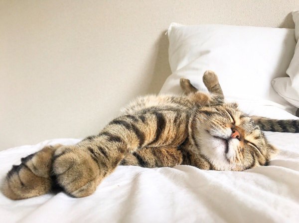 Кот балдеет