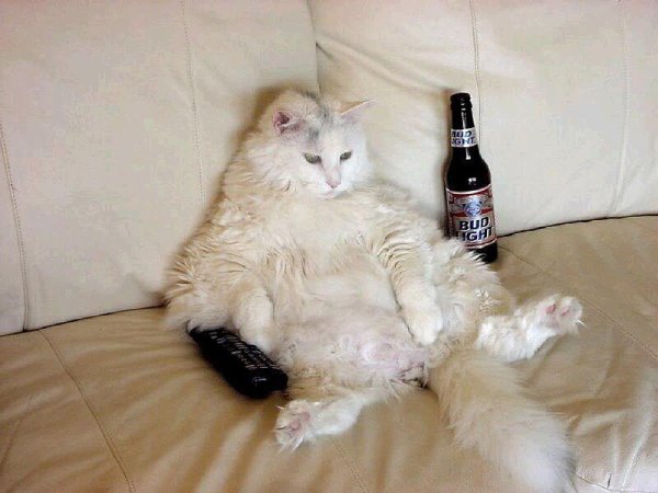 Кот с пивом