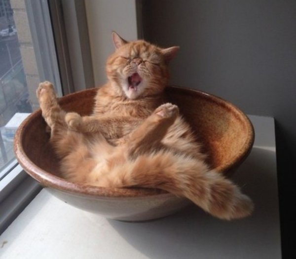 Смешные рыжие коты