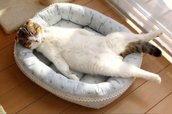Кот отдыхает