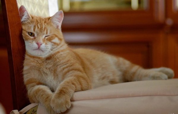 Вальяжный кот