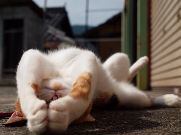 Ленивая кошечка