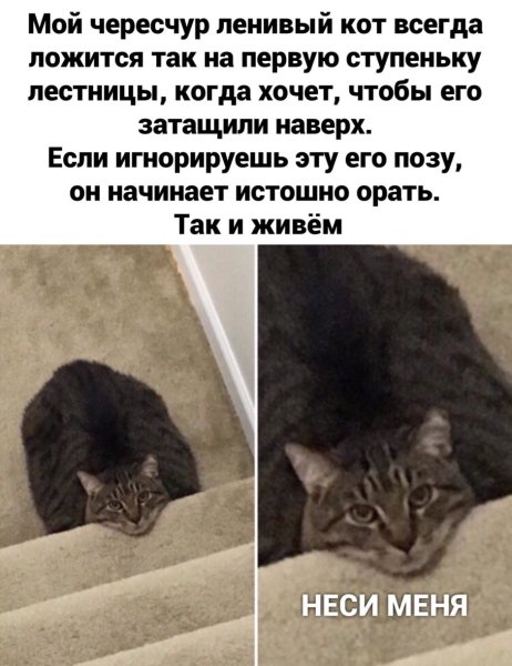 Ленивый кот