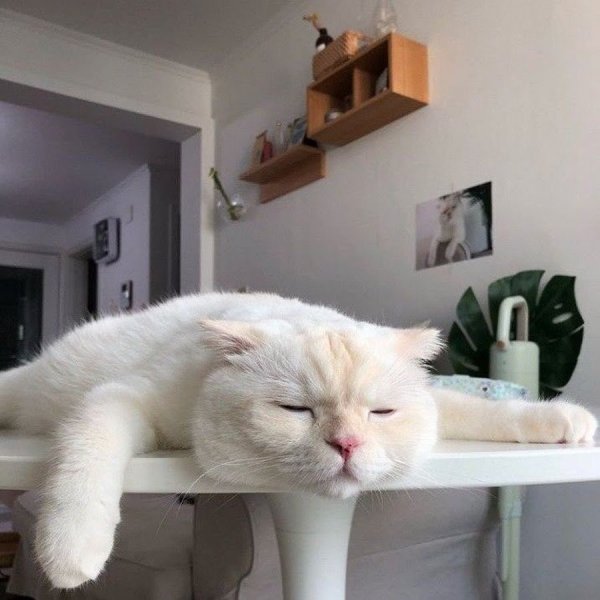 Ленивые коты
