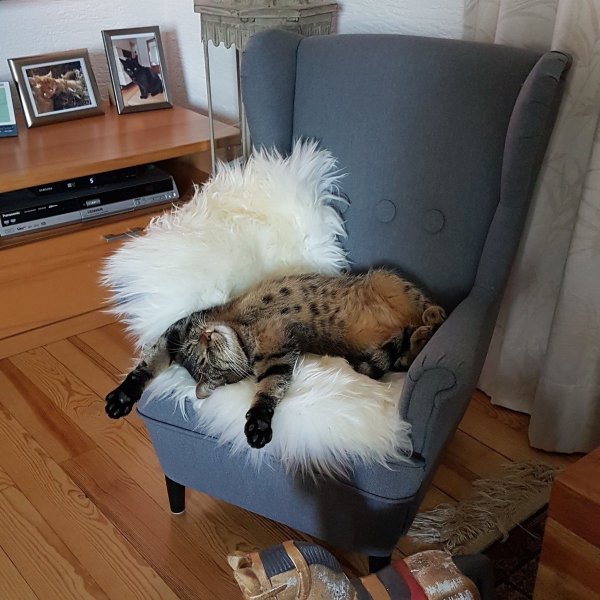 Кот на диване