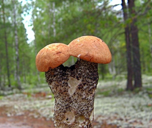 Лес грибы