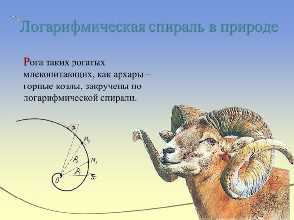 Логарифмическая спираль в биологии