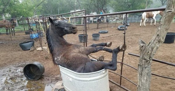 Лошадь в мыле
