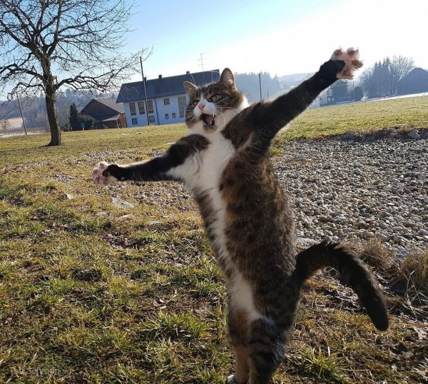 Веселые кошки