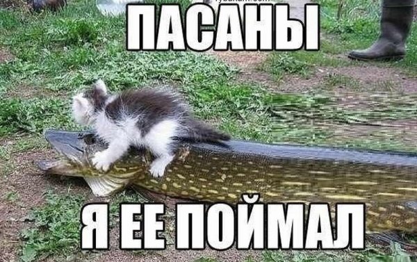 Прикольные картинки приколы