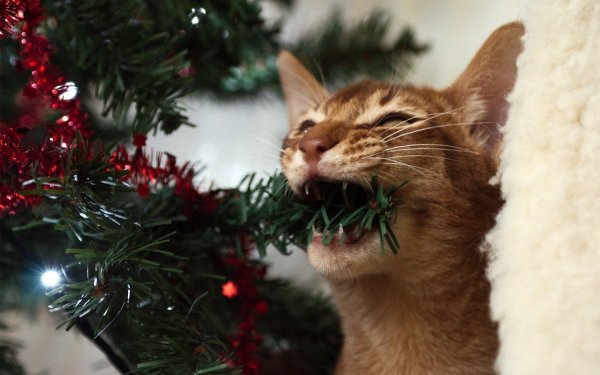 Новогодний котик