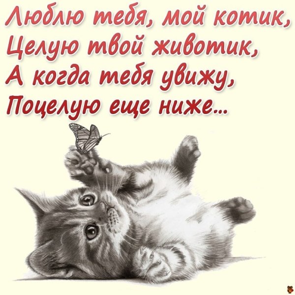 Люблю тебя мой котик