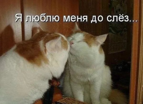 Я тебя люблю