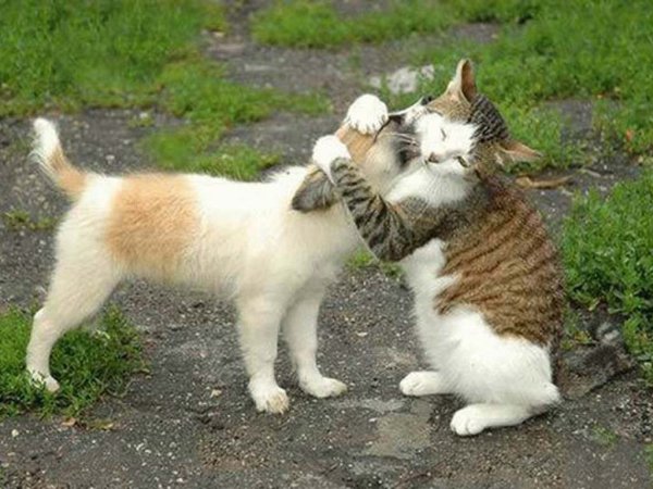 Обнимашки котят