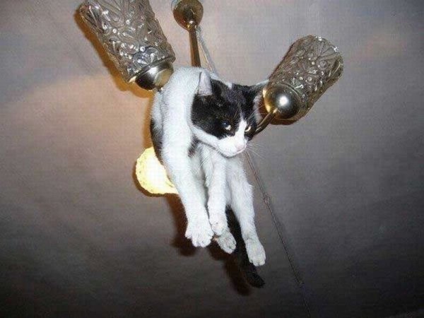 Люстра с котиками