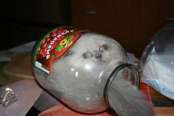Кот в банке забанен