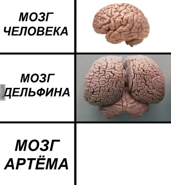 Мозг прикол